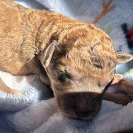 AKC Doc - Brown male Poodle puppy in Athens, Tennessee from Paws & Kisses