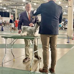 Cesky Terrier All Grown Up from Johnwicki Terriers