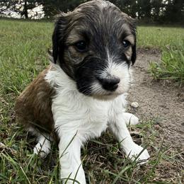 Ruby - Red tri female Miniature Australian Shepherd puppy in Burke, South Dakota from Triple J Aussies SD