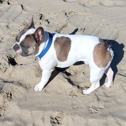 Po'okele - French Bulldog