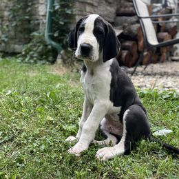 Dexter - Mantle Great Dane puppy in Miamisburg, Ohio from Myshire Danes