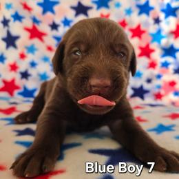 Blue Boy chocolate - Chocolate male Labrador Retriever puppy in Potosi, Wisconsin from Point and Flush Gun Dogs