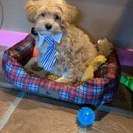 Bernedoodle, Cavapoo, Havanese, and Havapoo Puppies from Lady Paws Puppies - Cassie