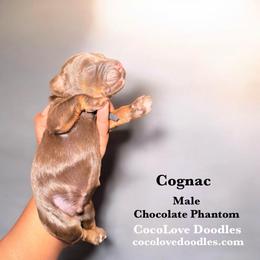 Cognac - Chocolate male Goldendoodle puppy in Glendale, Arizona from CocoLove Doodles