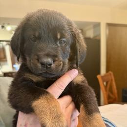 White Collar - Black and tan male Beauceron puppy in Sterling, Illinois from Beaucerons of Tempete De Hope