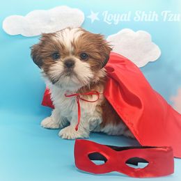 Shih Tzu Puppies from Loyal Shih Tzu