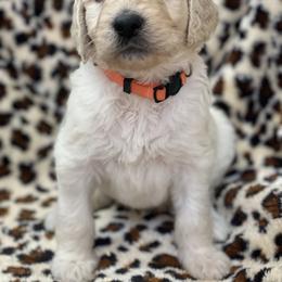 Goldendoodle Puppies from FURever Goldendoodles