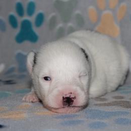 Patches - White male Pomsky puppy in Clarkston, Utah from Red Rock Ranch Breeders