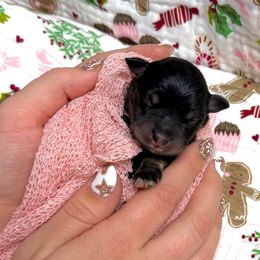 Sable - Black female Miniature Schnauzer puppy in Huntington, Utah from Schnauzers on Robinson Lane