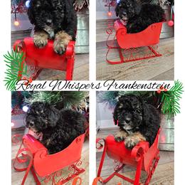American Hairless Terrier and Poodle Puppies from All Around Royalty & Royal Whisper Companions