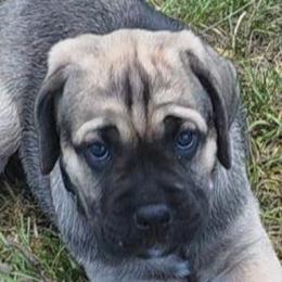 Black Collar Male - Fawn male Cane Corso puppy in Lewistown, Montana from Corsi Amore Kennels