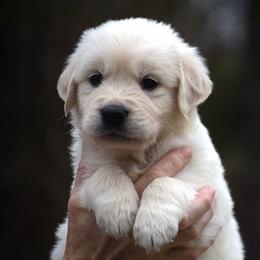 Teddy - Light golden male Golden Retriever puppy in Hagerstown, Maryland from Pinewood Acres Goldens