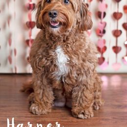 Goldendoodle Puppies from Harpers Goldendoodles on the Hill