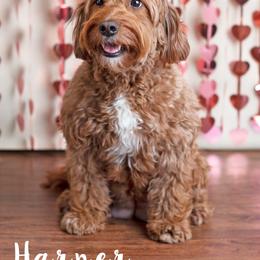 Goldendoodle Puppies from Harpers Goldendoodles on the Hill