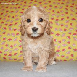 Surf - Red female Australian Labradoodle puppy in Hackettstown, New Jersey from Sunny Heart Doodles