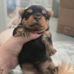 Girl - Black and tan female Yorkshire Terrier puppy in Nitro, West Virginia from Nitro Elite Babydoll Yorkies