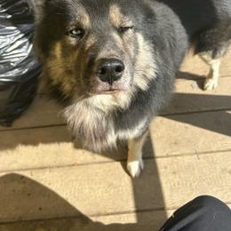 Zeus - Agouti and white male Siberian Husky puppy in Wheeling, West Virginia from Powells Huskies