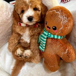 GingerBoy - Apricot male Maltipoo puppy in Sugar Land, Texas from Celebrity Maltipoos