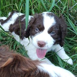 Expectant - Liver and white male English Springer Spaniel puppy in Kingsport, Tennessee from Leandra's English Springer Spaniels