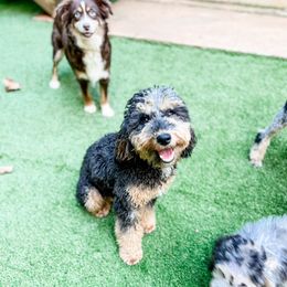 Zara - Blue merle female Aussiedoodle puppy in Sharpsburg, Georgia from Steindoodles