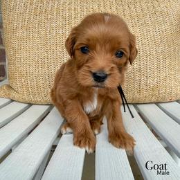 Goat - Red  male Goldendoodle puppy in Sunman, Indiana from Brunsman Country Doodles LLC