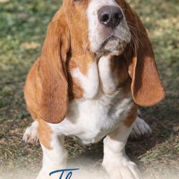 Thumper - Basset Hound