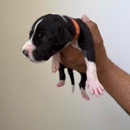 Orange collar - Mantle female Great Dane puppy in Salem, Oregon from Sahara’s Danes