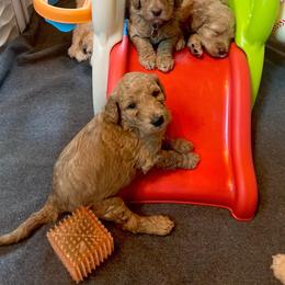Goldendoodle Puppies from Lundee Doodles