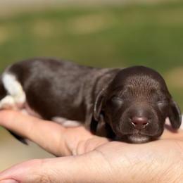 Nader - Boy 3 - Piebald male Dachshund puppy in London, Kentucky from Steele Half Acre Homestead