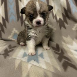 Baba - Red male Pembroke Welsh Corgi puppy in Maupin, Oregon from Bailey Nannini