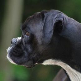Echo - Boxer