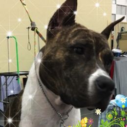 American Staffordshire Terriers and Golden Retrievers from Riverbend Goldens