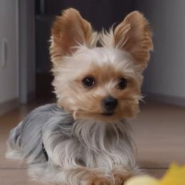 Lizzie - Yorkshire Terrier