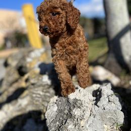Poodle Puppies from Sakura Poodles