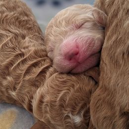 Aussiedoodle, Cavapoo, and Poodle Puppies from Robin's Nest Farm