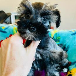 Salt and Pepper - Salt and pepper male Miniature Schnauzer puppy in Malvern, Arkansas from Deep South Miniature Schnauzers