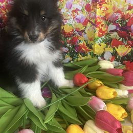 Treasure - Black white and tan female Shetland Sheepdog puppy in New Richmond, Ohio from Heaven’s Shelties