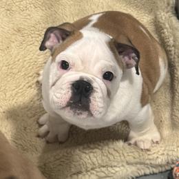 Kip - Red and white male Bulldog puppy in Kirbyville, Texas from Empire Bulldogs & French Bulldogs