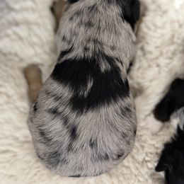 Mocha - Blue merle male Aussiedoodle puppy in Daphne, Alabama from Darling Australians