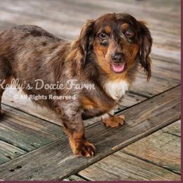 Chip - Dachshund