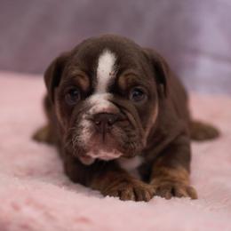 Ginger - Chocolate tri-color female Bulldog puppy in Warsaw, New York from Hillview Kennels