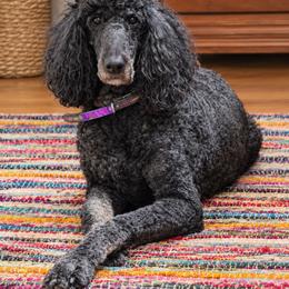 Lunar - Poodle