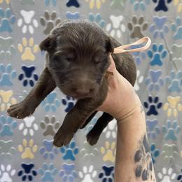 Girl 4 Pink collar - Liver female German Shepherd puppy in Pelham, North Carolina from P & P Shepherds
