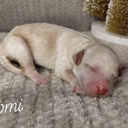 Naomi - Cream female Goldendoodle puppy in Eau Claire, Wisconsin from Fisher River Doodle's