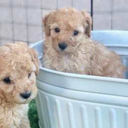Goldendoodles and Maltipoos from Blue Ranch Puppies