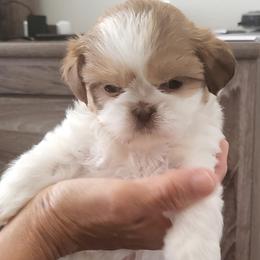 Girl 2 - Shih Tzu puppy in Kissimmee, Florida from Bebe AKC Puppies