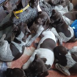 Old Orchard's Flora Girl - German Shorthaired Pointer
