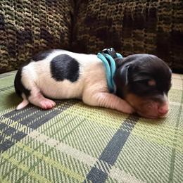 Puppy 3 - Piebald male Dachshund puppy in Riverside, California from Saddle Up Dachshunds