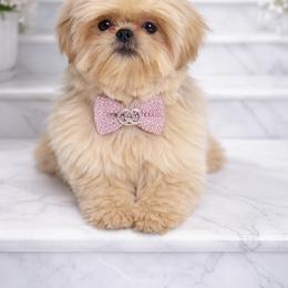 Cartier - Gold male Shih Tzu puppy in Riverside, California from Be Dazzled Shihtzu