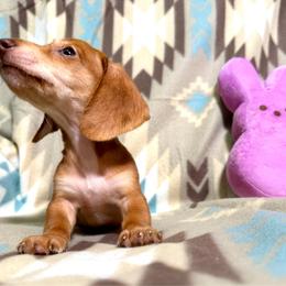 Pudding - Cream male Dachshund puppy in Magnolia, Texas from Hillyard Ranch
